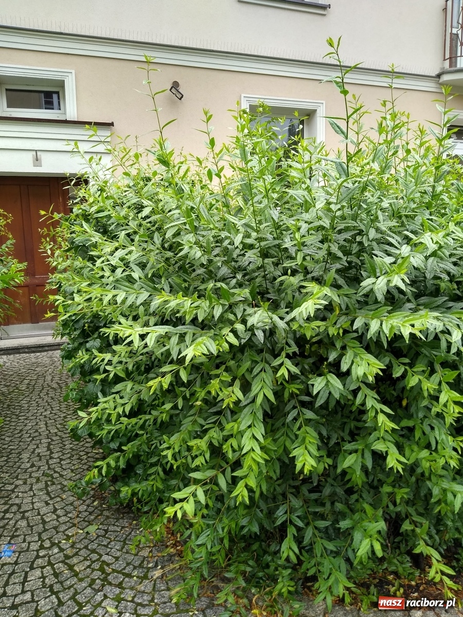 Zdjęcie w galerii na portalu naszraciborz.pl: Busz przy Browarnej zgłoszony do MZB wiadomości z regionu