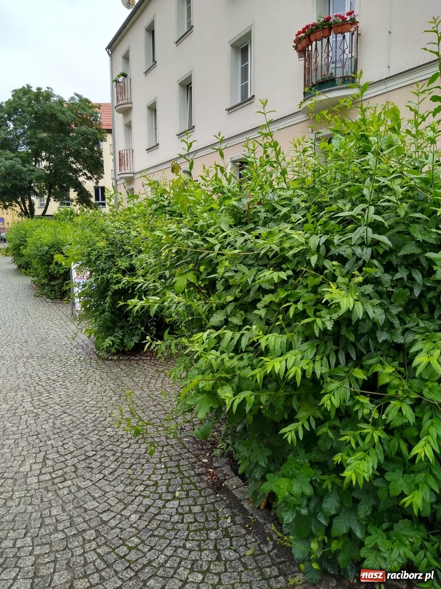 Zdjęcie w galerii na portalu naszraciborz.pl: Busz przy Browarnej zgłoszony do MZB wiadomości z regionu