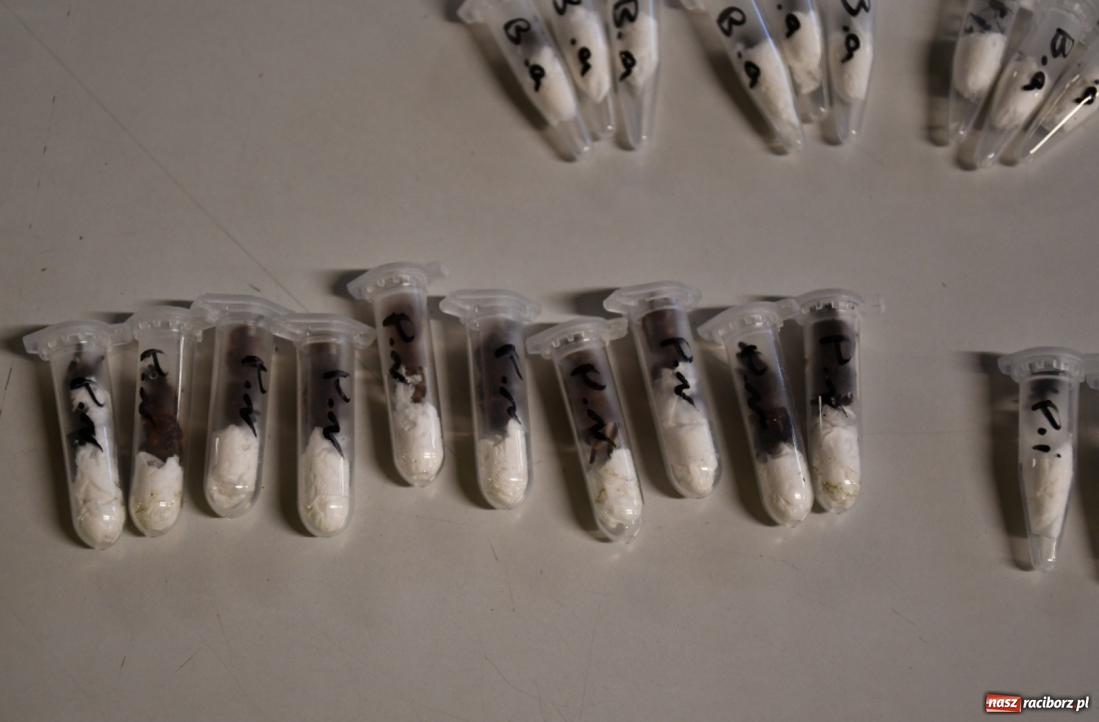 Zdjęcie w galerii na portalu naszraciborz.pl: Ptaszniki zamiast zabawek. Strażnicy graniczni przejęli kontrabandę wiadomości z regionu