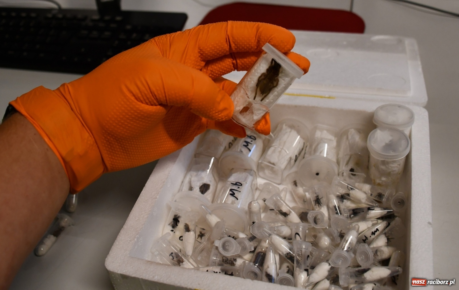 Zdjęcie w galerii na portalu naszraciborz.pl: Ptaszniki zamiast zabawek. Strażnicy graniczni przejęli kontrabandę wiadomości z regionu