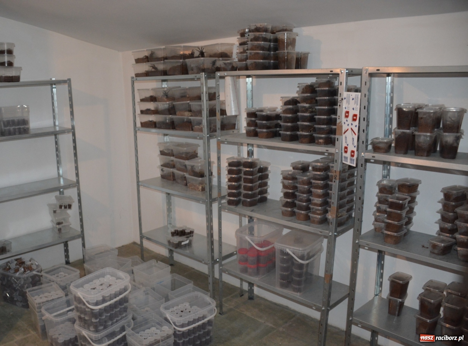 Zdjęcie w galerii na portalu naszraciborz.pl: Ptaszniki zamiast zabawek. Strażnicy graniczni przejęli kontrabandę wiadomości z regionu