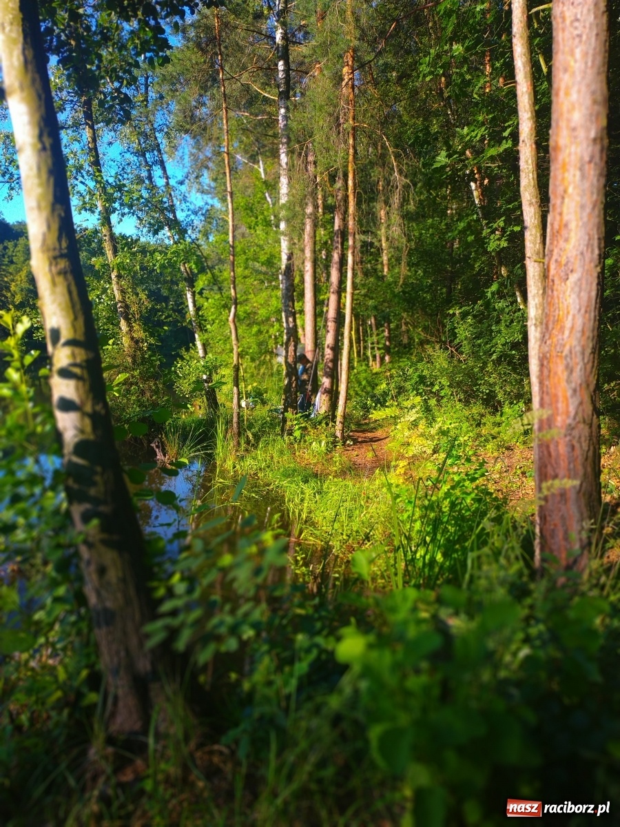 Zdjęcie w galerii na portalu naszraciborz.pl: Wędkarze walczyli o tytuł Mistrza Koła Obora [FOTO] wiadomości z regionu