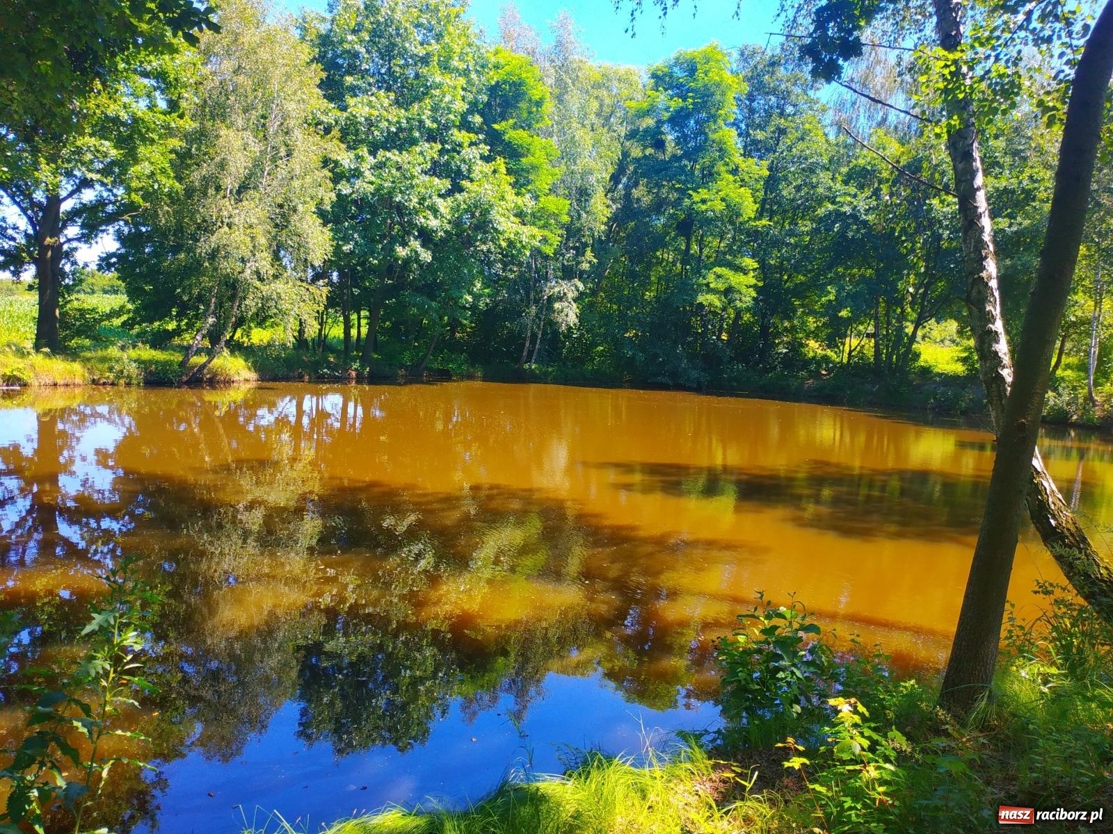 Zdjęcie w galerii na portalu naszraciborz.pl: Wędkarze walczyli o tytuł Mistrza Koła Obora [FOTO] wiadomości z regionu