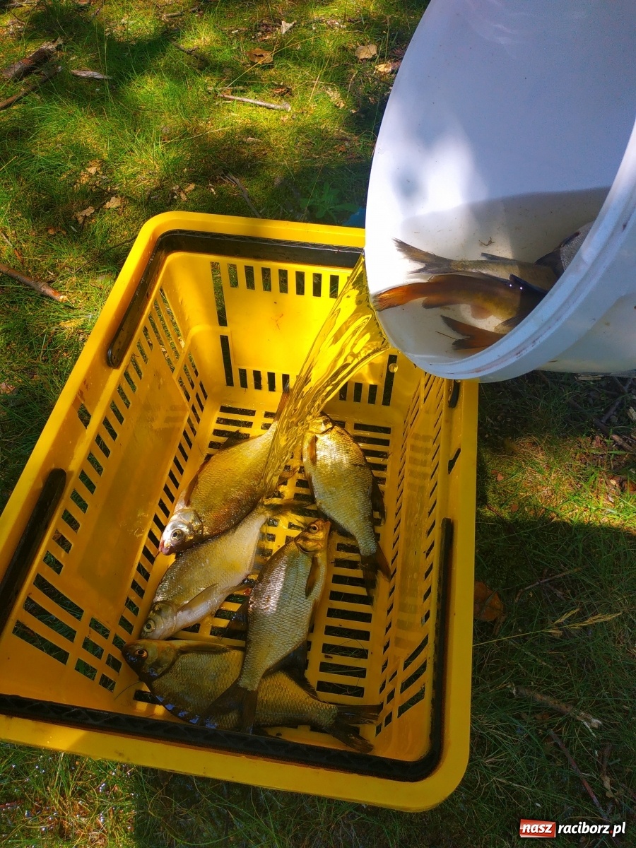 Zdjęcie w galerii na portalu naszraciborz.pl: Wędkarze walczyli o tytuł Mistrza Koła Obora [FOTO] wiadomości z regionu