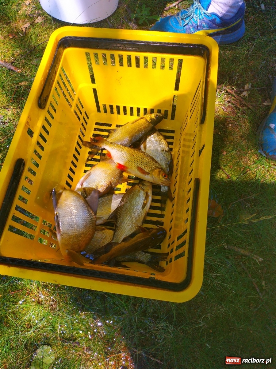 Zdjęcie w galerii na portalu naszraciborz.pl: Wędkarze walczyli o tytuł Mistrza Koła Obora [FOTO] wiadomości z regionu
