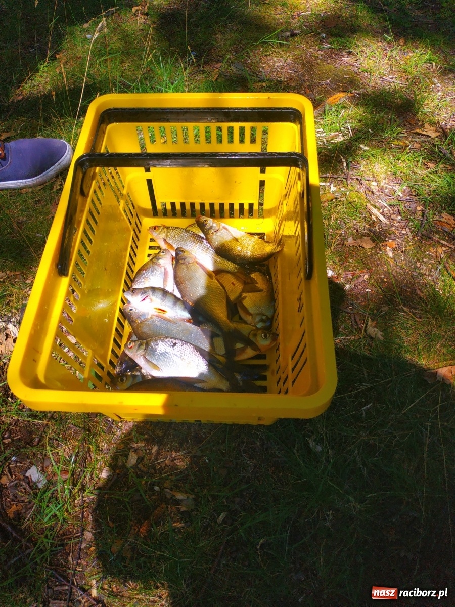 Zdjęcie w galerii na portalu naszraciborz.pl: Wędkarze walczyli o tytuł Mistrza Koła Obora [FOTO] wiadomości z regionu