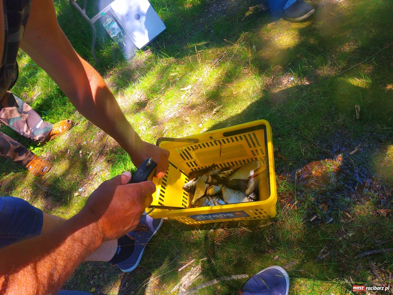 Zdjęcie w galerii na portalu naszraciborz.pl: Wędkarze walczyli o tytuł Mistrza Koła Obora [FOTO] wiadomości z regionu