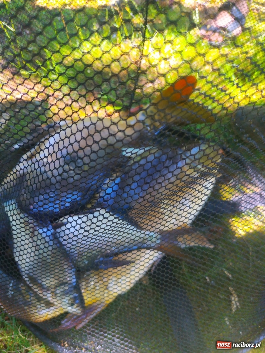Zdjęcie w galerii na portalu naszraciborz.pl: Wędkarze walczyli o tytuł Mistrza Koła Obora [FOTO] wiadomości z regionu