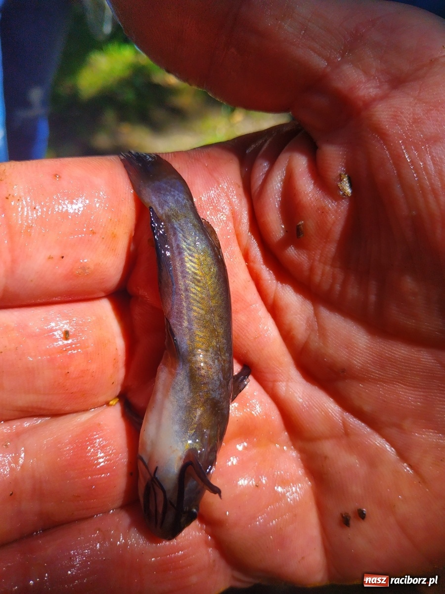Zdjęcie w galerii na portalu naszraciborz.pl: Wędkarze walczyli o tytuł Mistrza Koła Obora [FOTO] wiadomości z regionu