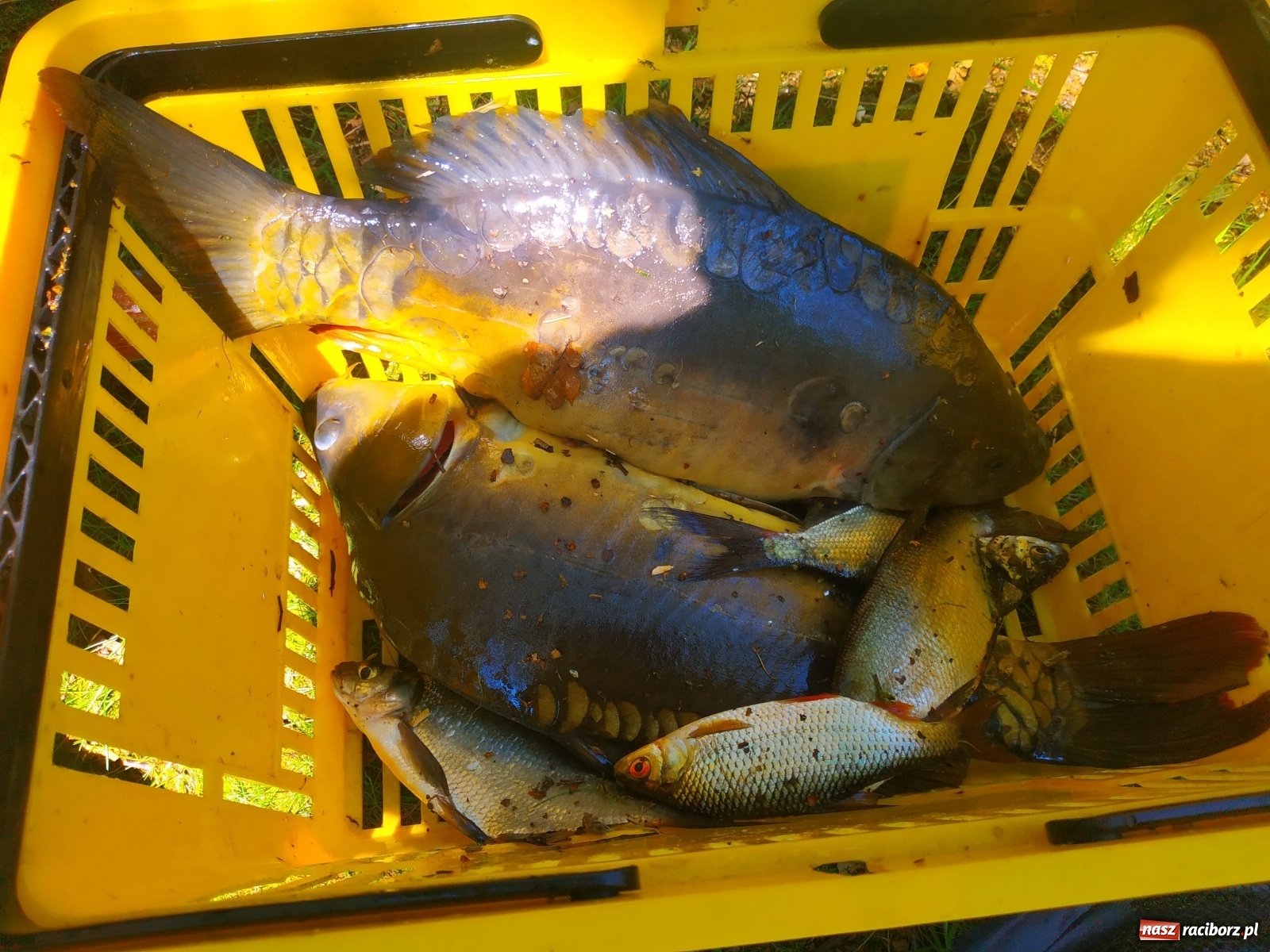 Zdjęcie w galerii na portalu naszraciborz.pl: Wędkarze walczyli o tytuł Mistrza Koła Obora [FOTO] wiadomości z regionu