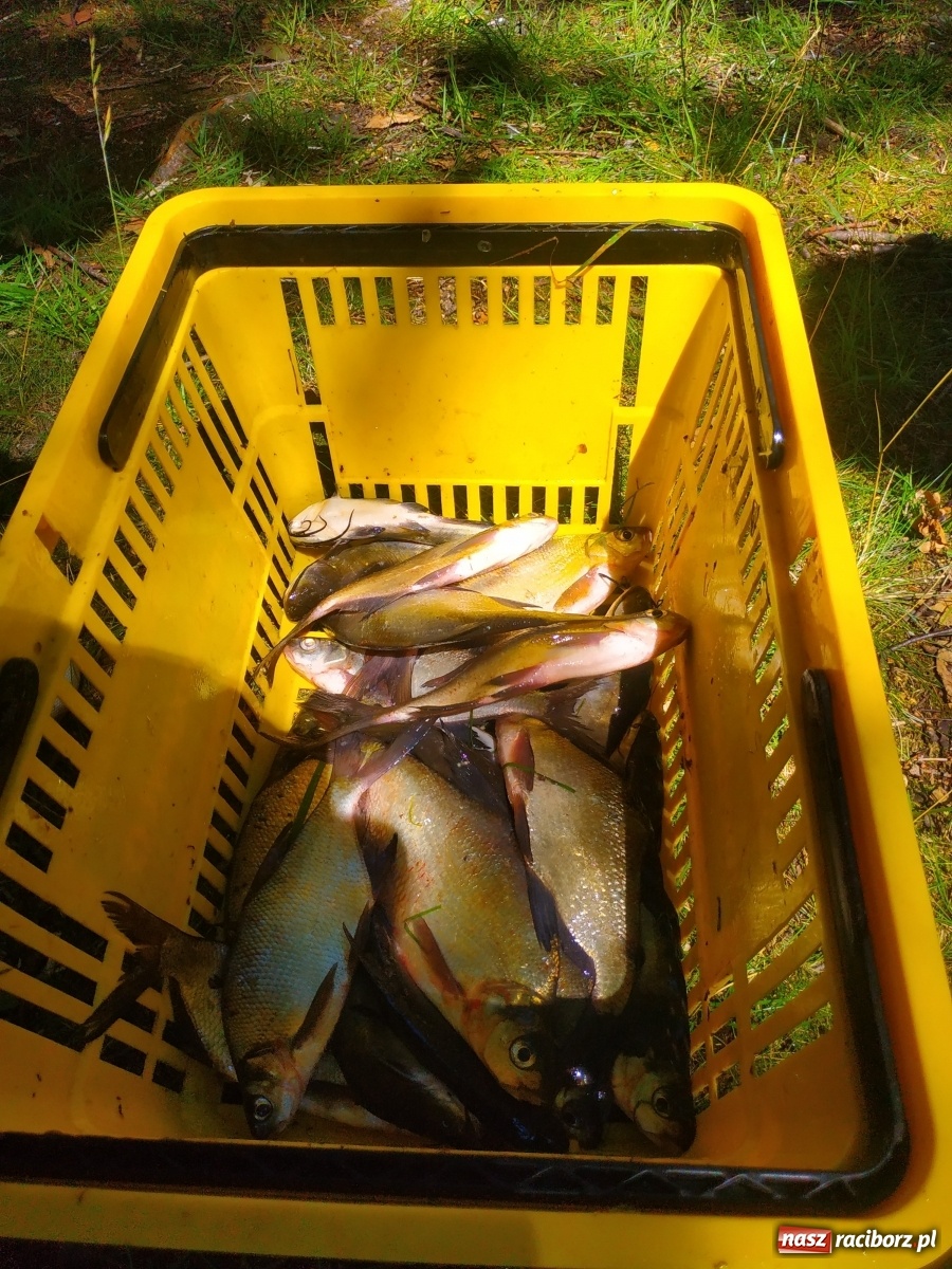 Zdjęcie w galerii na portalu naszraciborz.pl: Wędkarze walczyli o tytuł Mistrza Koła Obora [FOTO] wiadomości z regionu