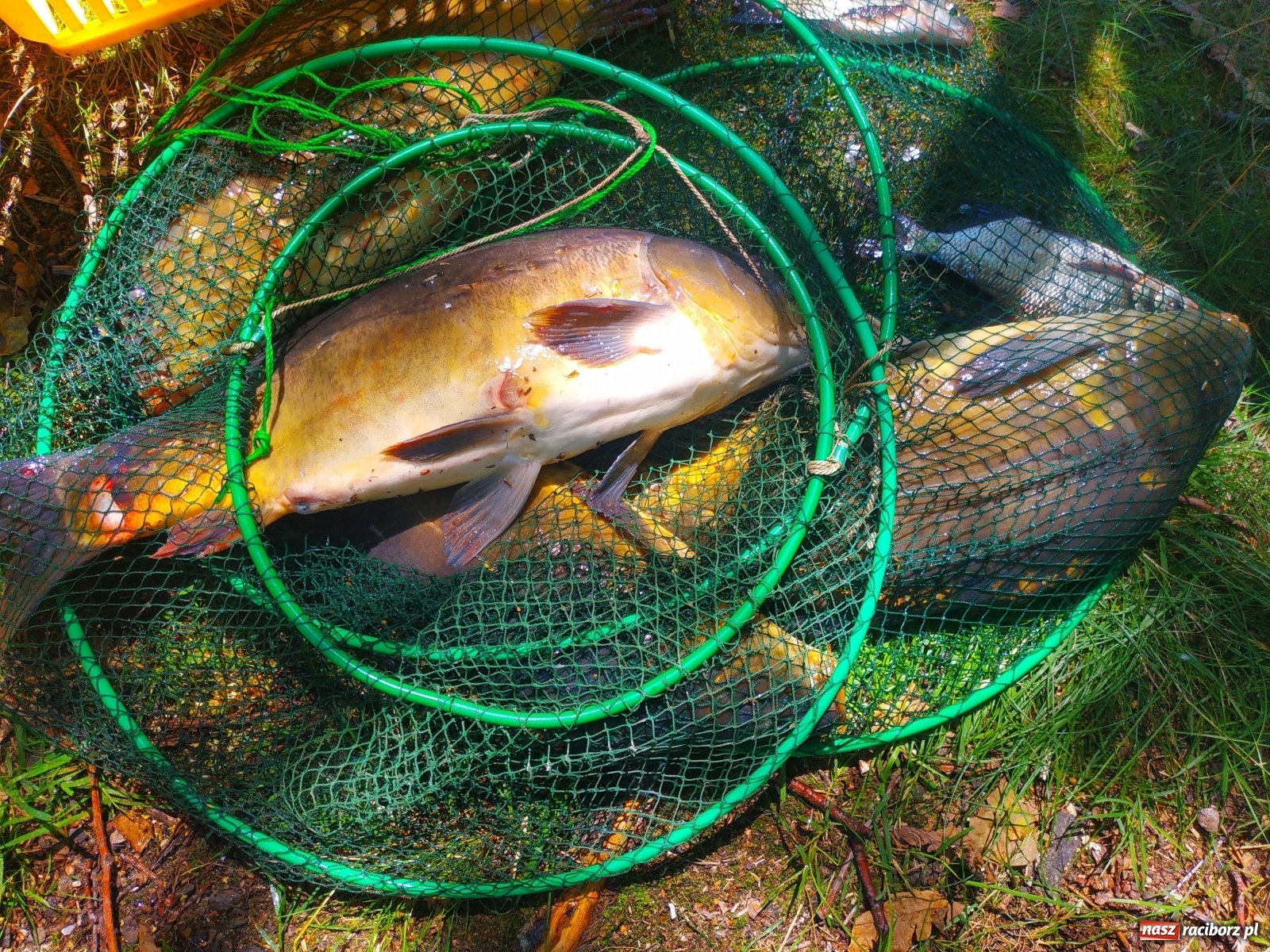 Zdjęcie w galerii na portalu naszraciborz.pl: Wędkarze walczyli o tytuł Mistrza Koła Obora [FOTO] wiadomości z regionu
