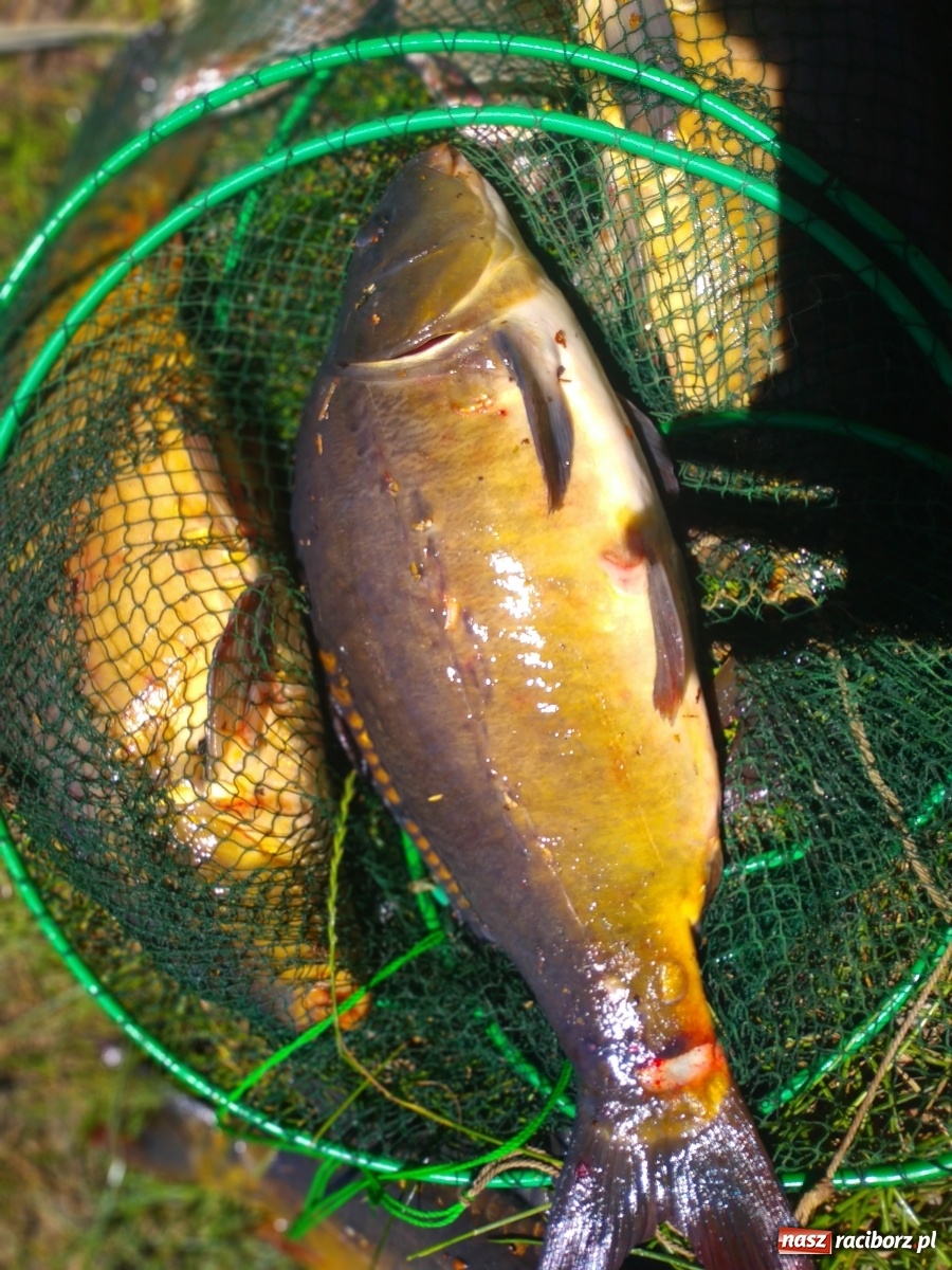 Zdjęcie w galerii na portalu naszraciborz.pl: Wędkarze walczyli o tytuł Mistrza Koła Obora [FOTO] wiadomości z regionu