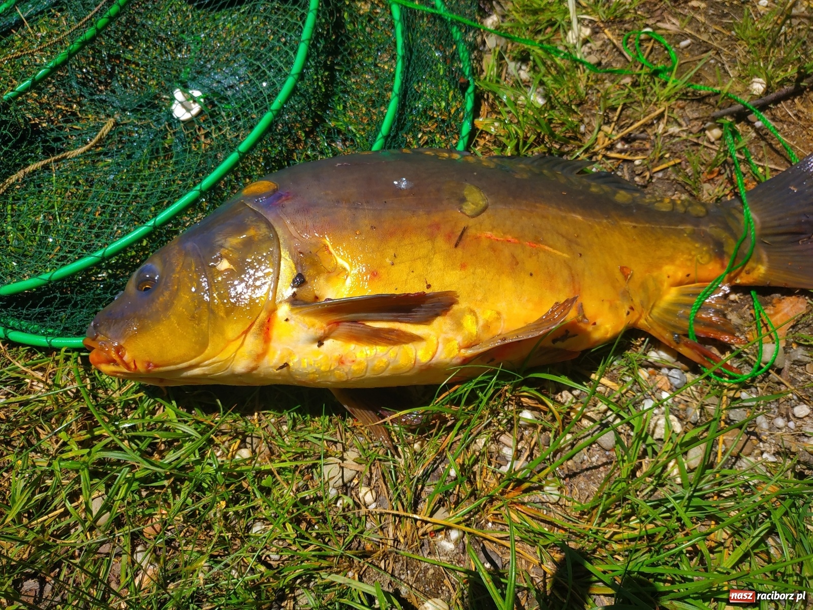 Zdjęcie w galerii na portalu naszraciborz.pl: Wędkarze walczyli o tytuł Mistrza Koła Obora [FOTO] wiadomości z regionu