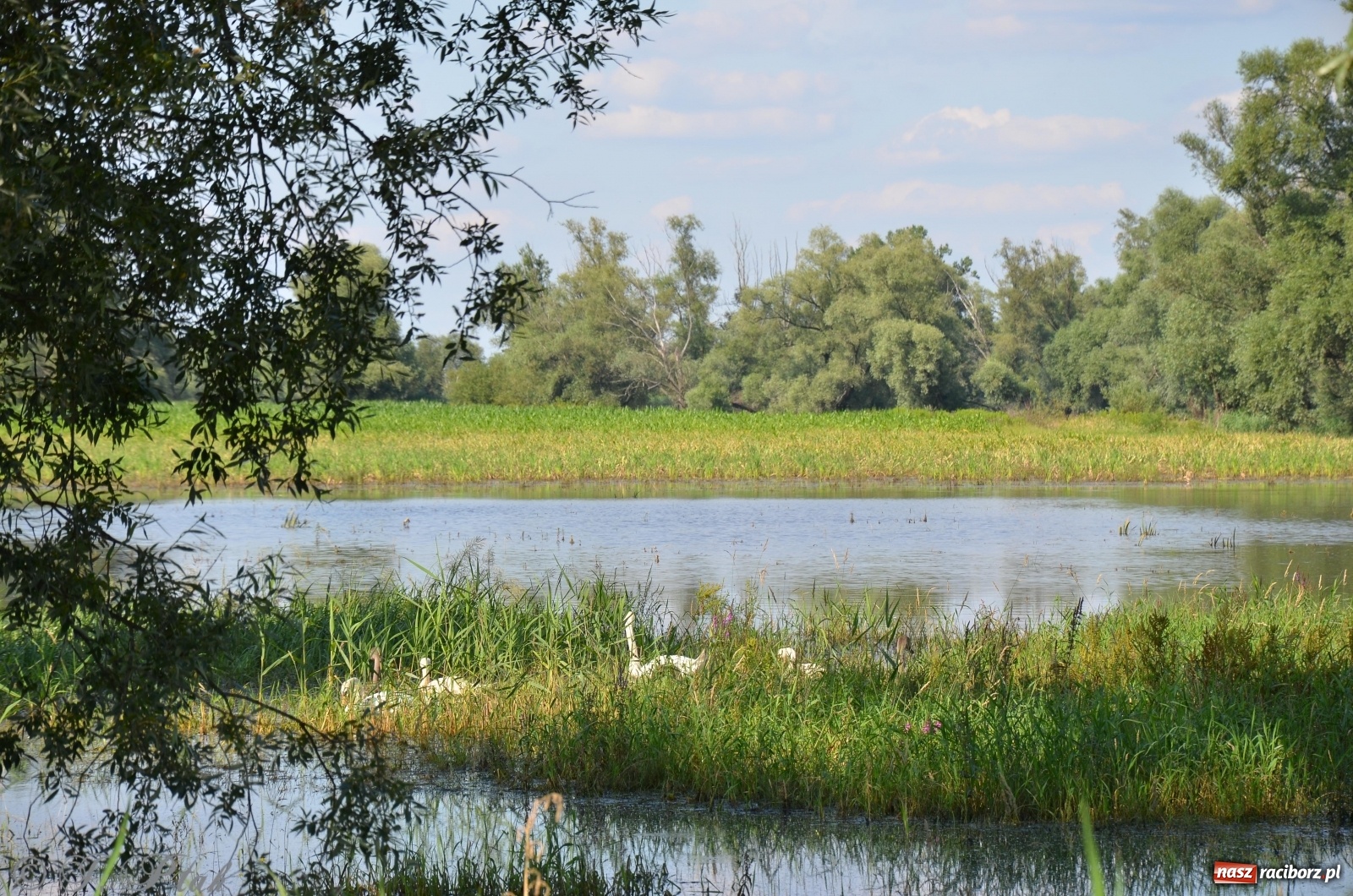 Zdjęcie w galerii na portalu naszraciborz.pl: Takie wyjątkowe krajobrazy znajdziecie tuż pod Raciborzem [FOTO] wiadomości z regionu