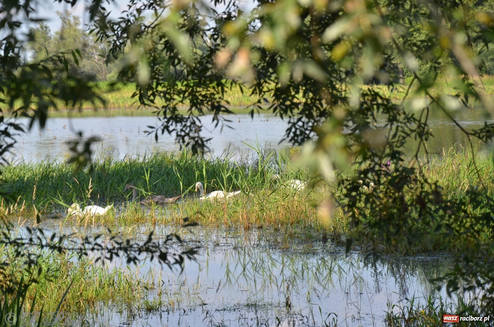 Zdjęcie w galerii na portalu naszraciborz.pl: Takie wyjątkowe krajobrazy znajdziecie tuż pod Raciborzem [FOTO] wiadomości z regionu