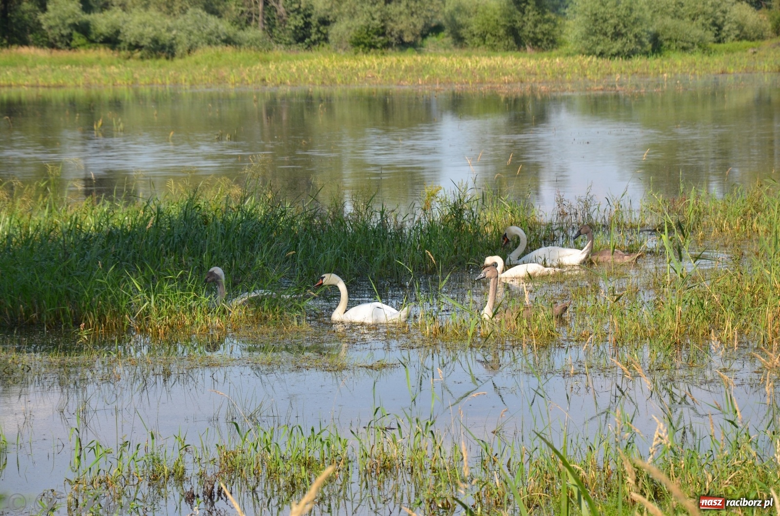 Zdjęcie w galerii na portalu naszraciborz.pl: Takie wyjątkowe krajobrazy znajdziecie tuż pod Raciborzem [FOTO] wiadomości z regionu