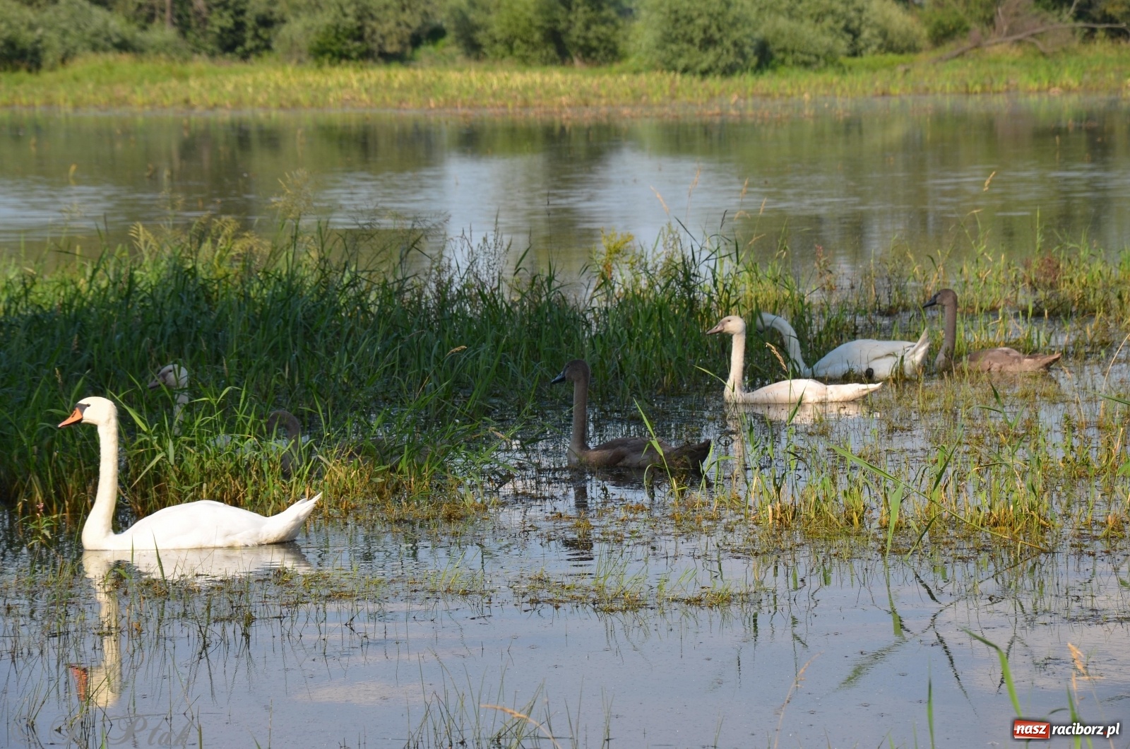 Zdjęcie w galerii na portalu naszraciborz.pl: Takie wyjątkowe krajobrazy znajdziecie tuż pod Raciborzem [FOTO] wiadomości z regionu