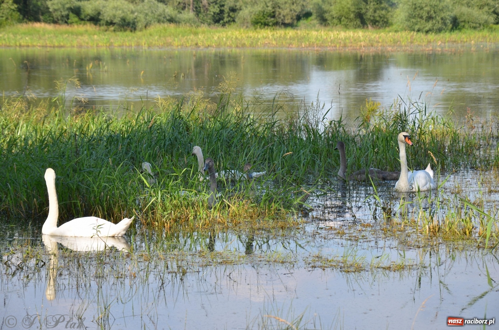 Zdjęcie w galerii na portalu naszraciborz.pl: Takie wyjątkowe krajobrazy znajdziecie tuż pod Raciborzem [FOTO] wiadomości z regionu