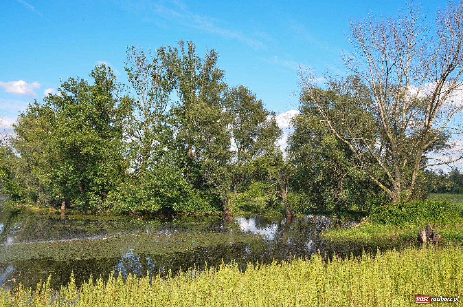 Zdjęcie w galerii na portalu naszraciborz.pl: Takie wyjątkowe krajobrazy znajdziecie tuż pod Raciborzem [FOTO] wiadomości z regionu
