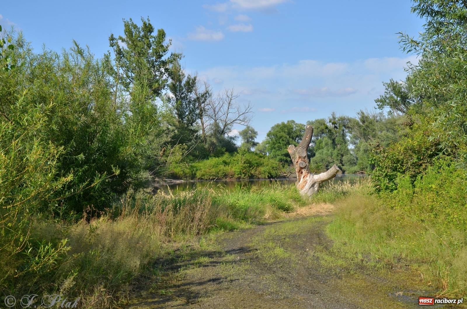 Zdjęcie w galerii na portalu naszraciborz.pl: Takie wyjątkowe krajobrazy znajdziecie tuż pod Raciborzem [FOTO] wiadomości z regionu