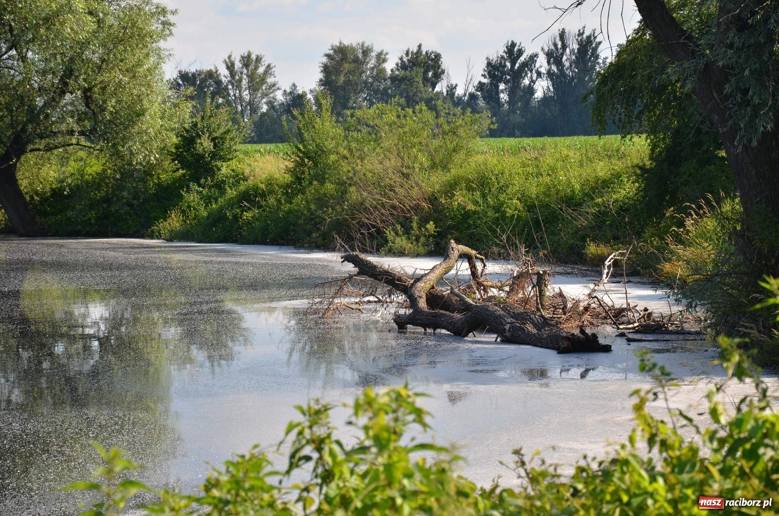 Zdjęcie w galerii na portalu naszraciborz.pl: Takie wyjątkowe krajobrazy znajdziecie tuż pod Raciborzem [FOTO] wiadomości z regionu