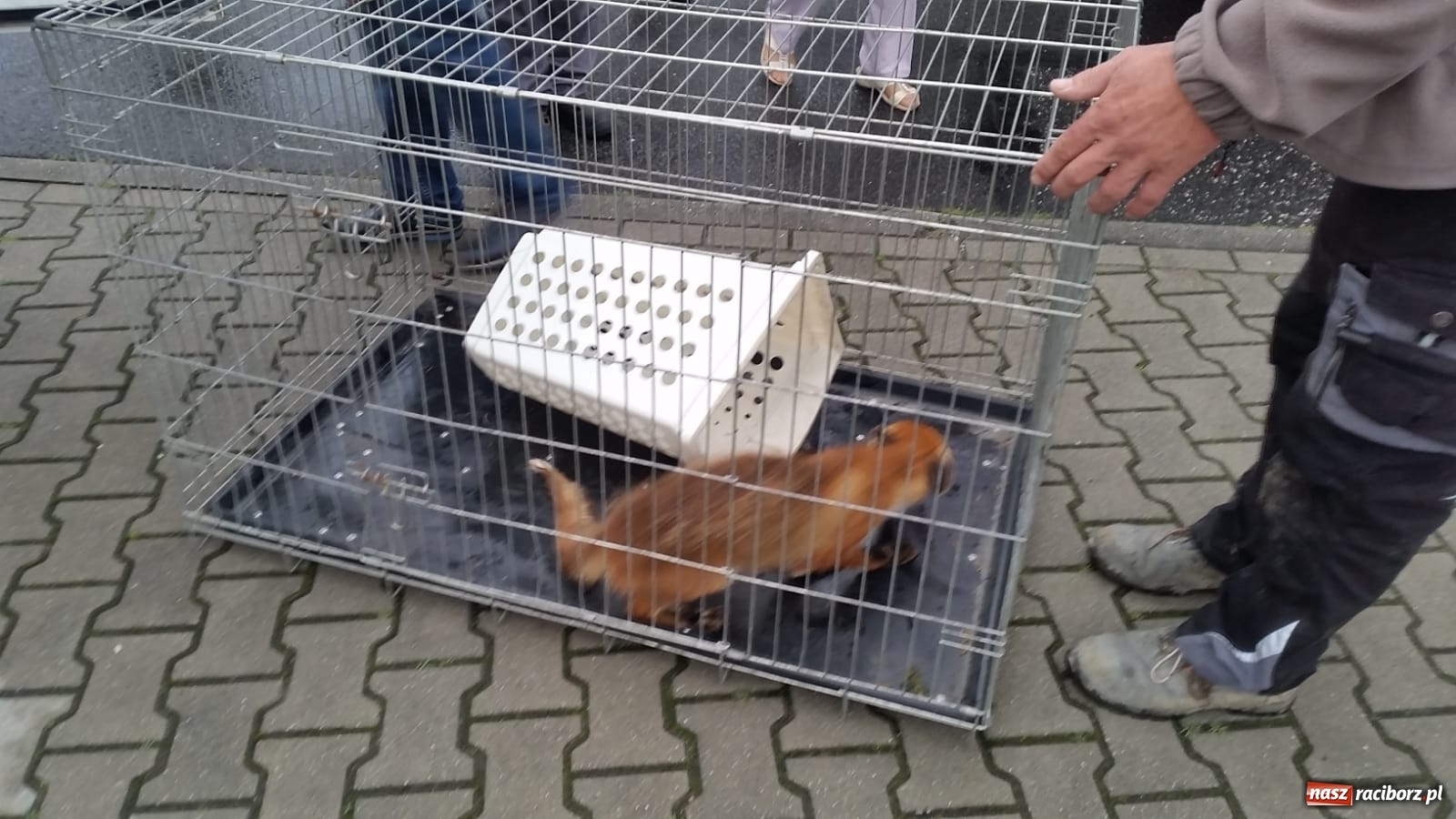 Zdjęcie w galerii na portalu naszraciborz.pl: Raport 998. Samochód gubił paliwo na DK 45 [FOTO] wiadomości z regionu