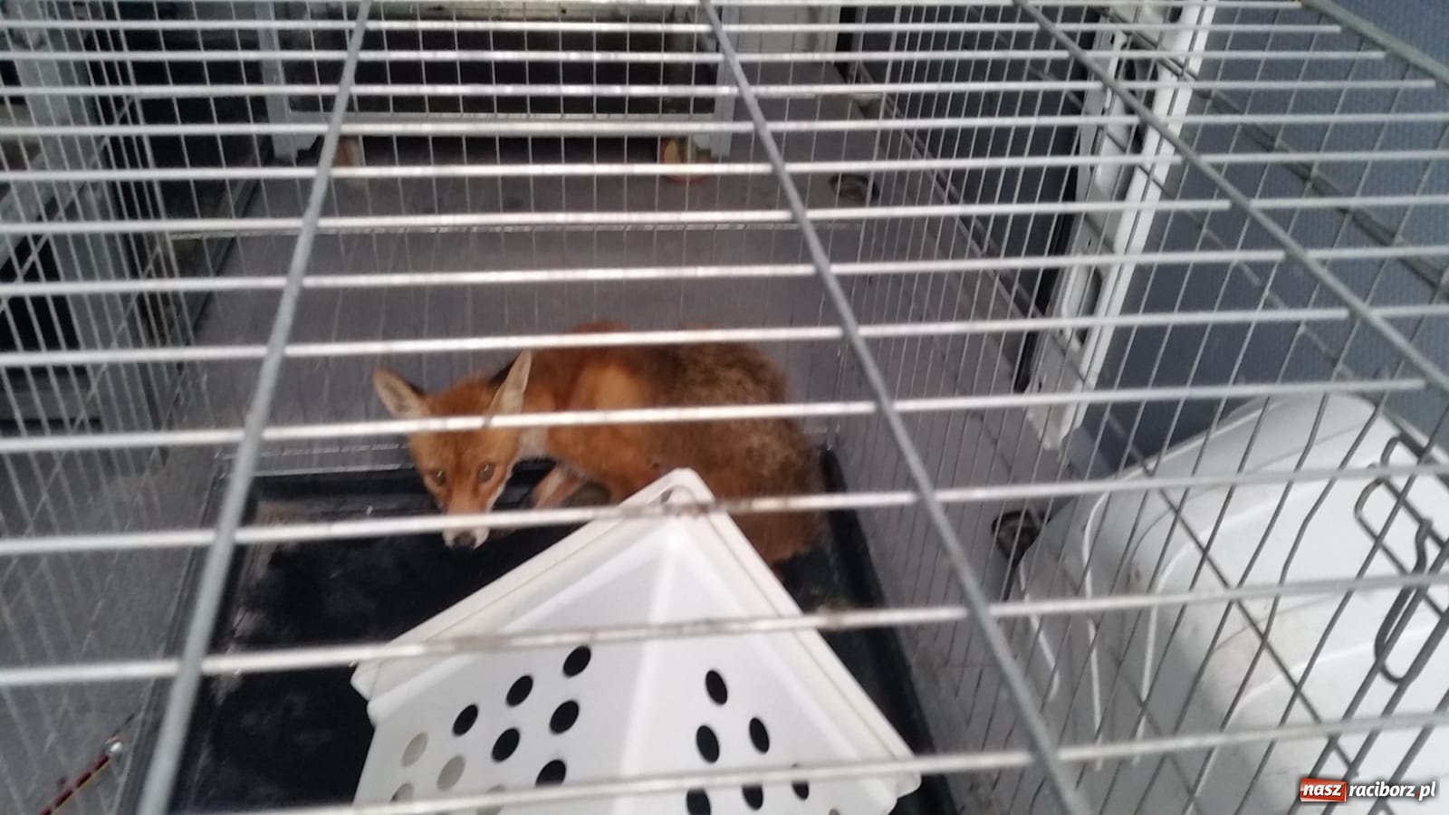 Zdjęcie w galerii na portalu naszraciborz.pl: Raport 998. Samochód gubił paliwo na DK 45 [FOTO] wiadomości z regionu