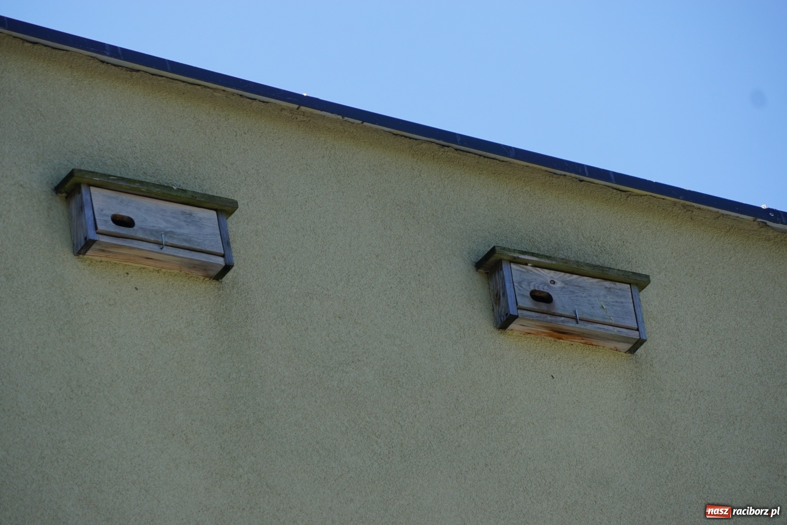 Zdjęcie w galerii na portalu naszraciborz.pl: Komary uprzykrzają życie raciborzanom. Co na to magistrat? wiadomości z regionu