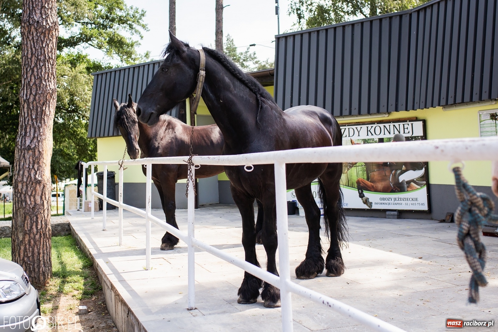 Zdjęcie w galerii na portalu naszraciborz.pl: Aquabrax. Półkolonie z końmi na półmetku [FOTO] wiadomości z regionu