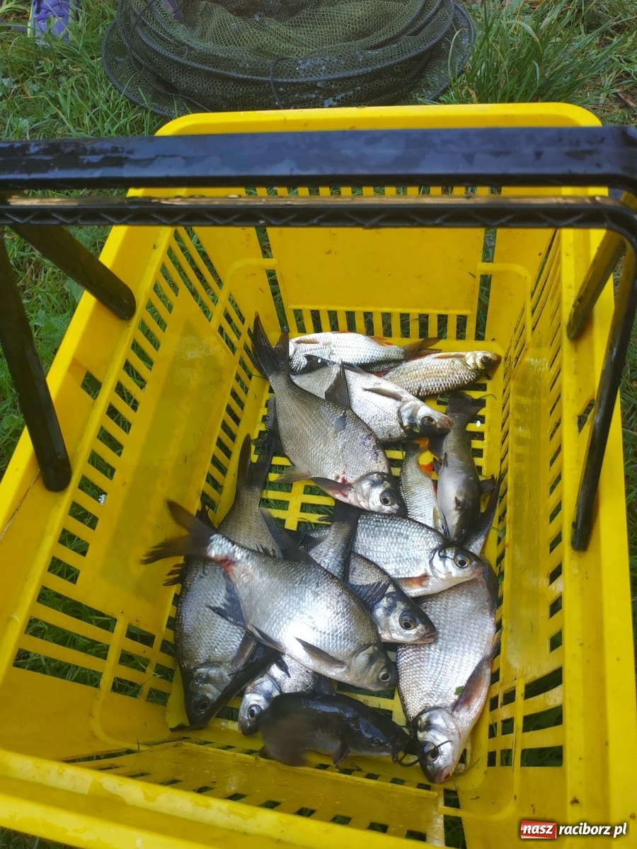 Zdjęcie w galerii na portalu naszraciborz.pl: Młodzi adepci wędkarstwa szukali złotej rybki w Oborze [FOTO] wiadomości z regionu