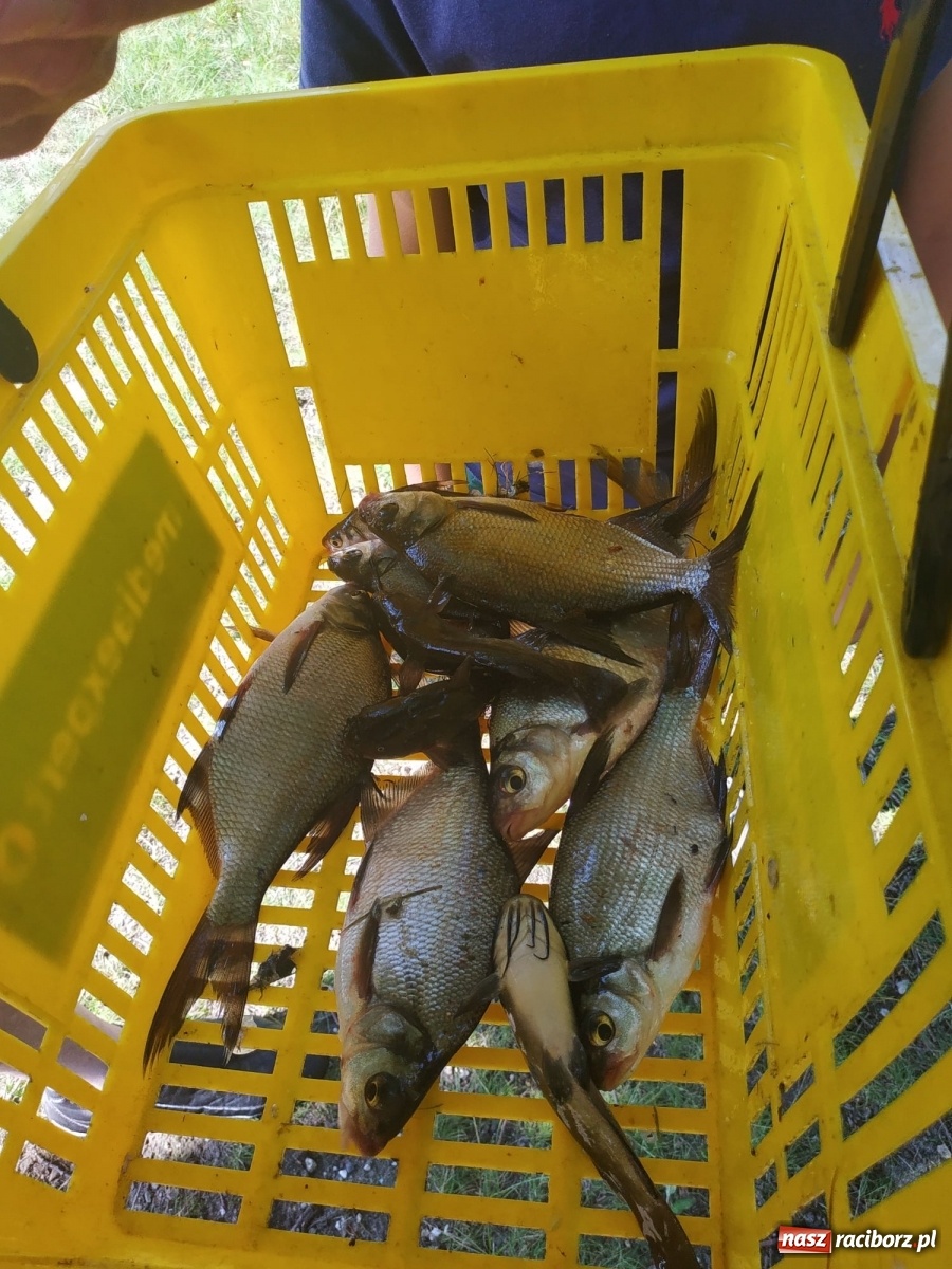 Zdjęcie w galerii na portalu naszraciborz.pl: Młodzi adepci wędkarstwa szukali złotej rybki w Oborze [FOTO] wiadomości z regionu