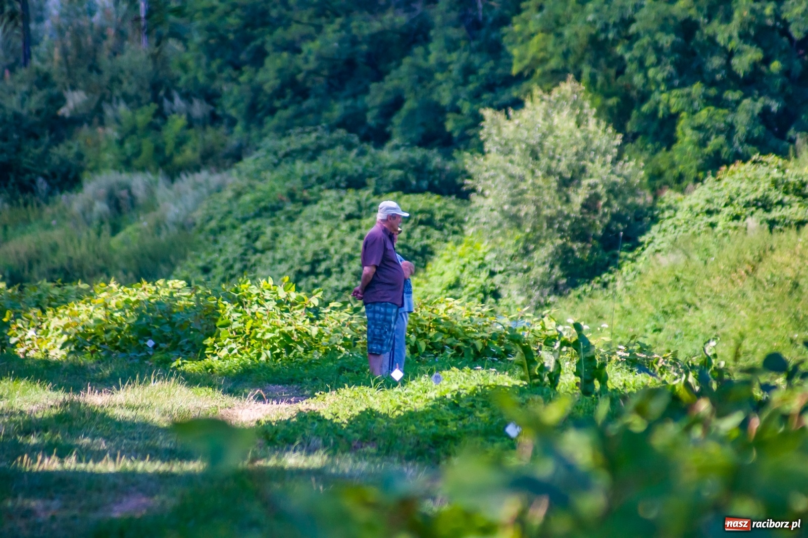 Zdjęcie w galerii na portalu naszraciborz.pl: Zawody wędkarskie Odra 2020 za nami [FOTO] wiadomości z regionu