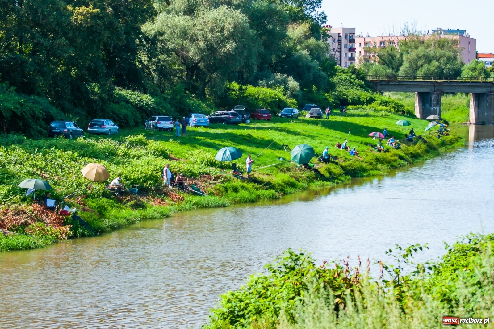 Zdjęcie w galerii na portalu naszraciborz.pl: Zawody wędkarskie Odra 2020 za nami [FOTO] wiadomości z regionu