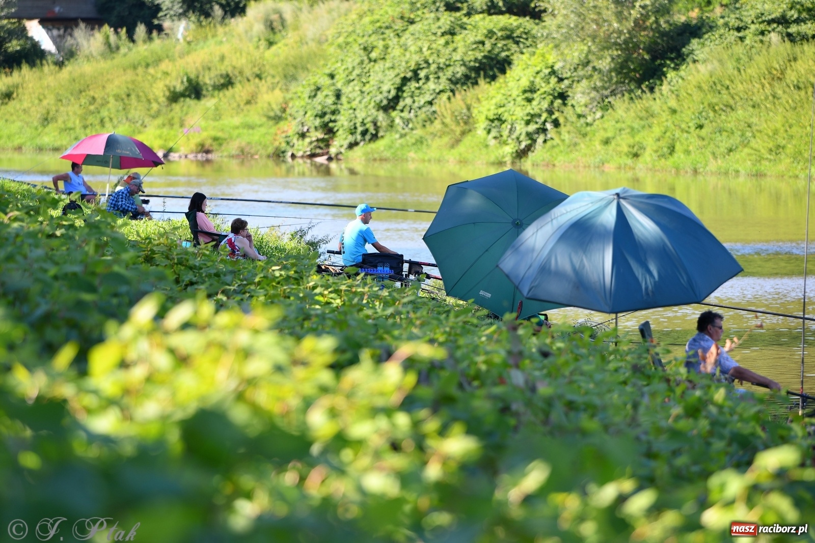 Zdjęcie w galerii na portalu naszraciborz.pl: Zawody wędkarskie Odra 2020 za nami [FOTO] wiadomości z regionu