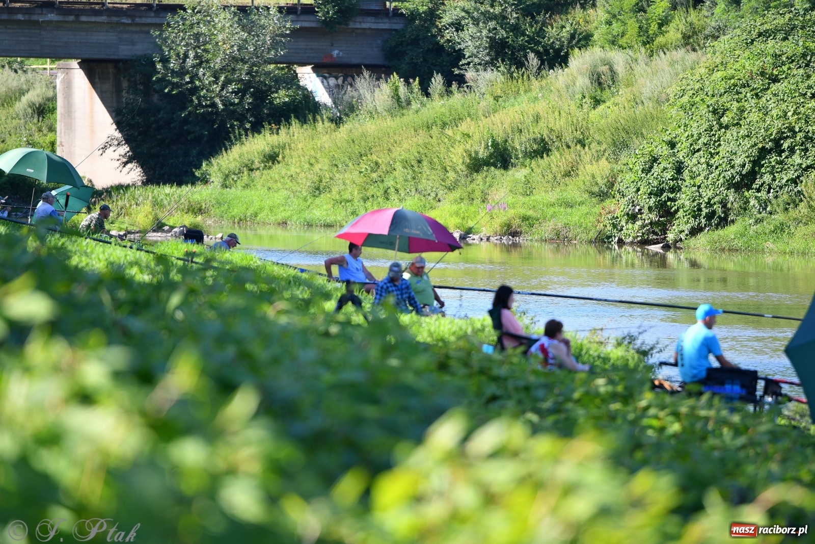 Zdjęcie w galerii na portalu naszraciborz.pl: Zawody wędkarskie Odra 2020 za nami [FOTO] wiadomości z regionu