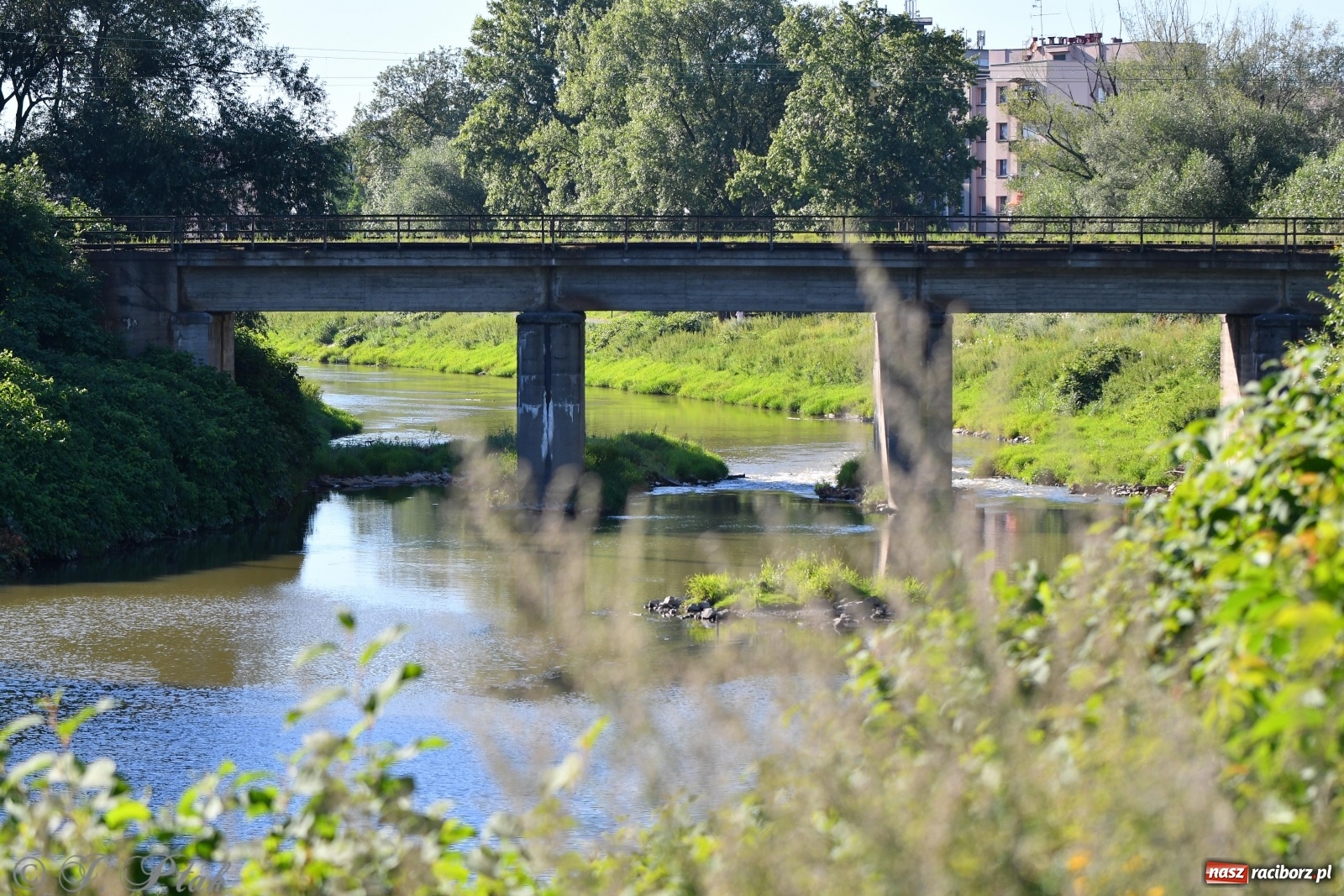 Zdjęcie w galerii na portalu naszraciborz.pl: Zawody wędkarskie Odra 2020 za nami [FOTO] wiadomości z regionu