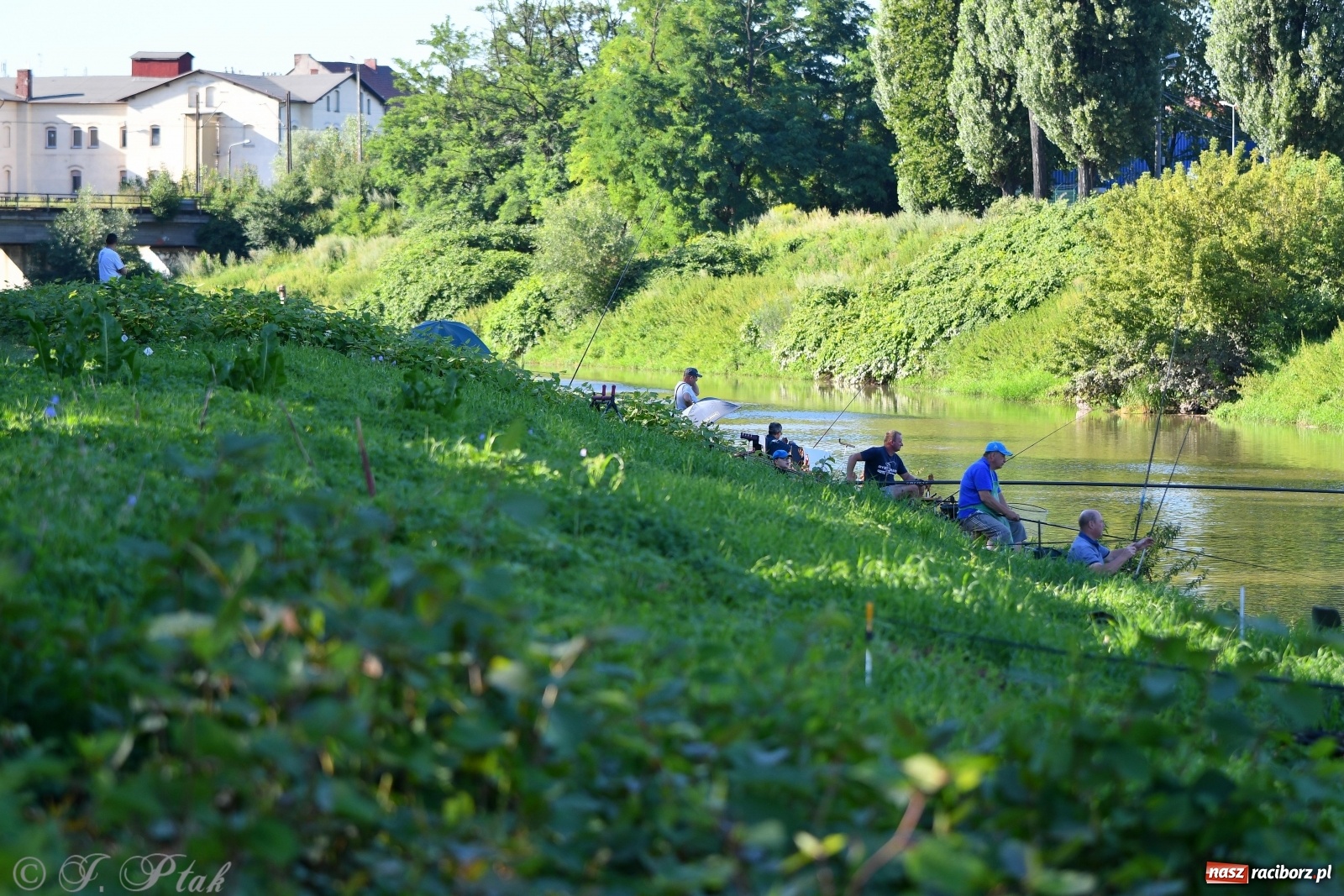 Zdjęcie w galerii na portalu naszraciborz.pl: Zawody wędkarskie Odra 2020 za nami [FOTO] wiadomości z regionu