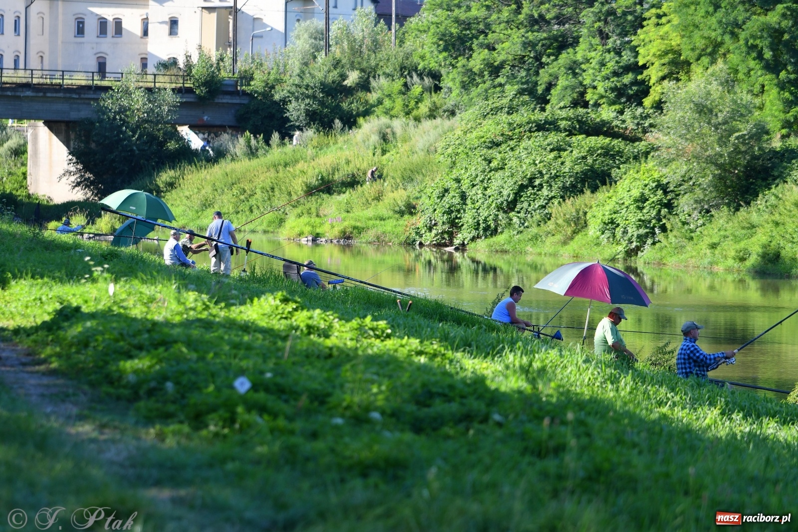 Zdjęcie w galerii na portalu naszraciborz.pl: Zawody wędkarskie Odra 2020 za nami [FOTO] wiadomości z regionu