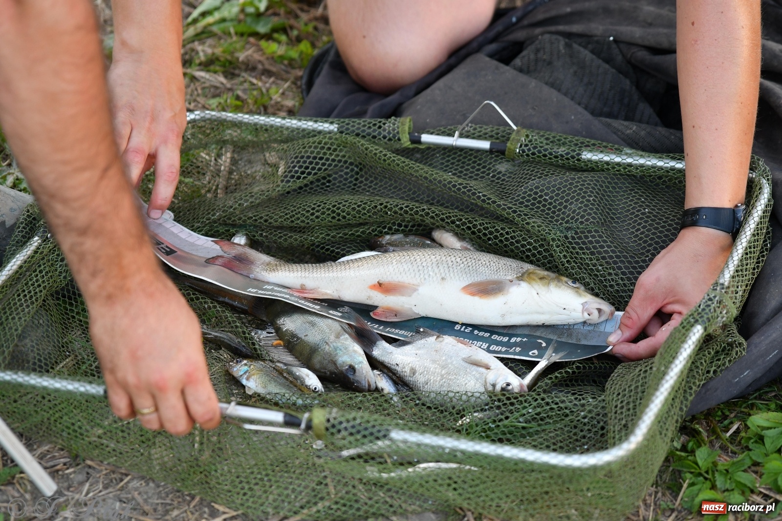 Zdjęcie w galerii na portalu naszraciborz.pl: Zawody wędkarskie Odra 2020 za nami [FOTO] wiadomości z regionu