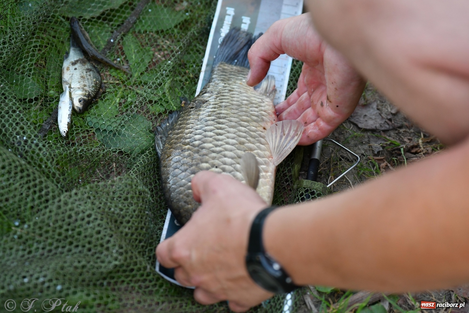 Zdjęcie w galerii na portalu naszraciborz.pl: Zawody wędkarskie Odra 2020 za nami [FOTO] wiadomości z regionu