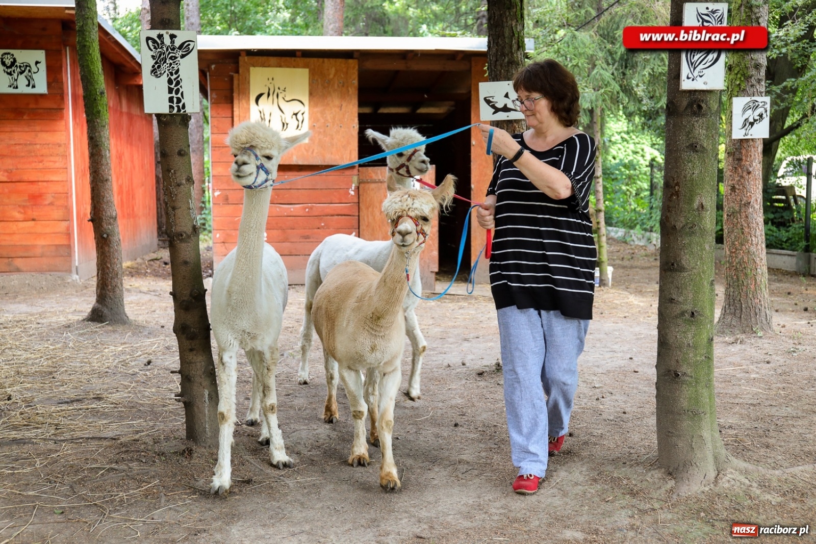 Zdjęcie w galerii na portalu naszraciborz.pl: Przytul się do alpaki! Uczestnicy Lata z biblioteką na wycieczce w Woźniakówce  wiadomości z regionu