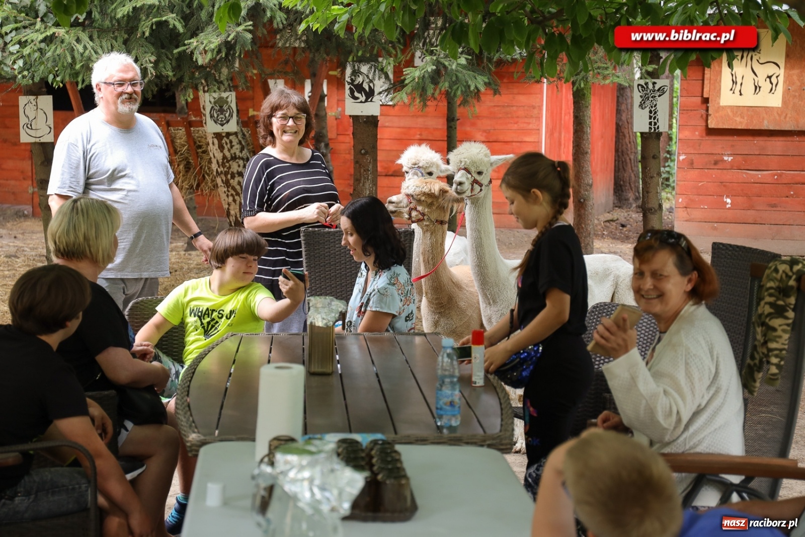 Zdjęcie w galerii na portalu naszraciborz.pl: Przytul się do alpaki! Uczestnicy Lata z biblioteką na wycieczce w Woźniakówce  wiadomości z regionu