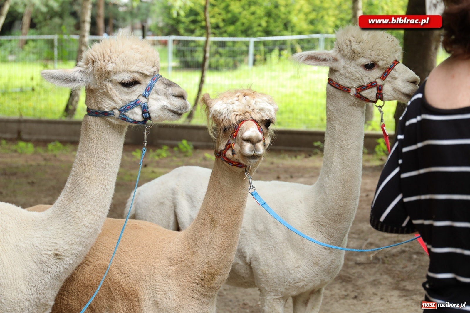 Zdjęcie w galerii na portalu naszraciborz.pl: Przytul się do alpaki! Uczestnicy Lata z biblioteką na wycieczce w Woźniakówce  wiadomości z regionu