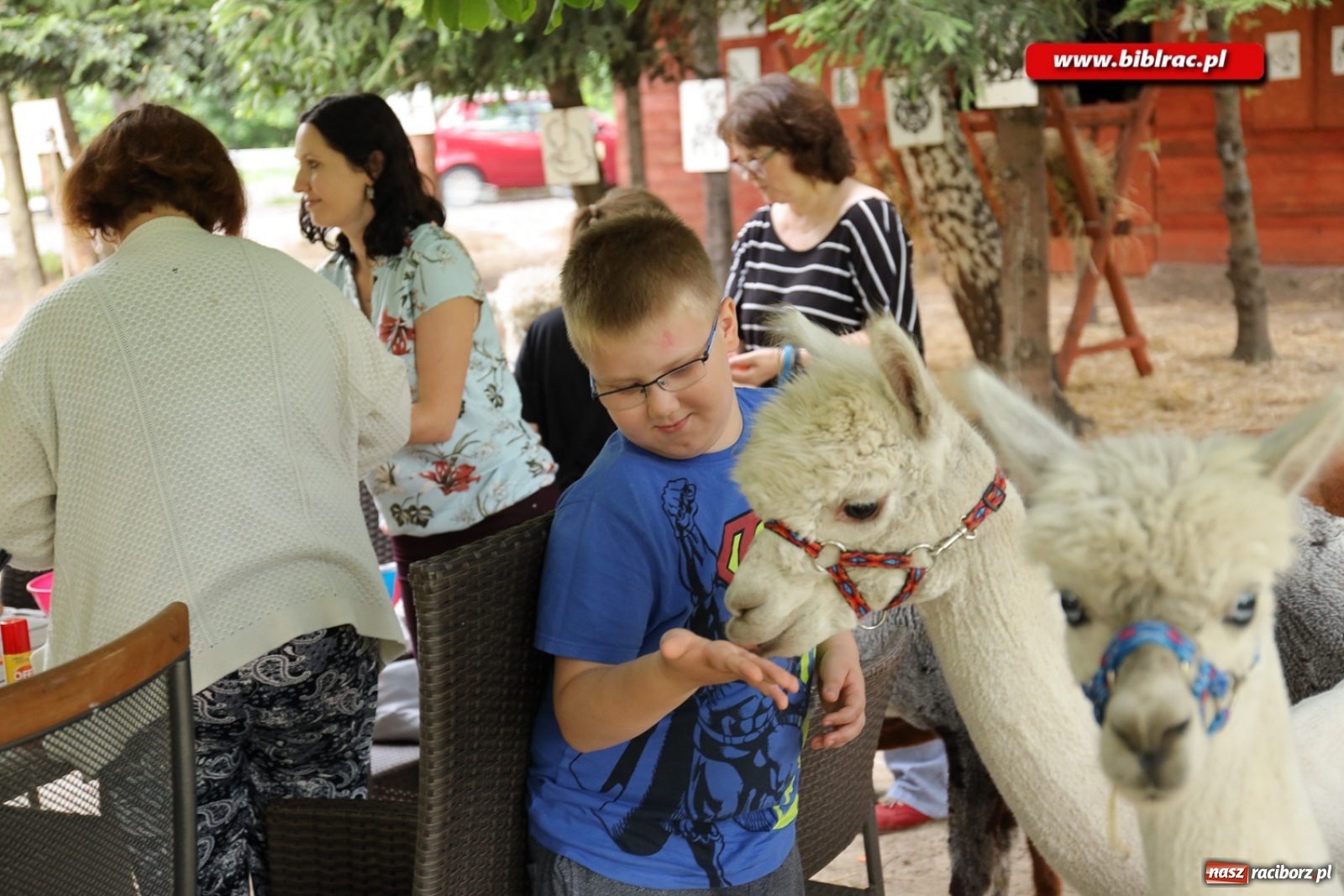 Zdjęcie w galerii na portalu naszraciborz.pl: Przytul się do alpaki! Uczestnicy Lata z biblioteką na wycieczce w Woźniakówce  wiadomości z regionu