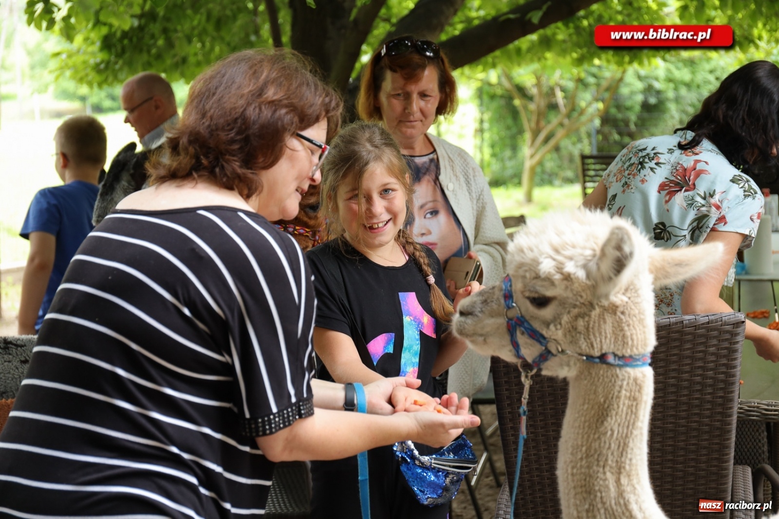 Zdjęcie w galerii na portalu naszraciborz.pl: Przytul się do alpaki! Uczestnicy Lata z biblioteką na wycieczce w Woźniakówce  wiadomości z regionu