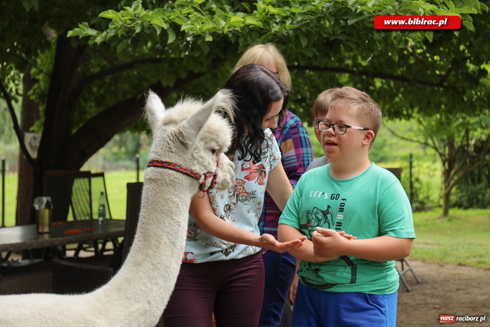 Zdjęcie w galerii na portalu naszraciborz.pl: Przytul się do alpaki! Uczestnicy Lata z biblioteką na wycieczce w Woźniakówce  wiadomości z regionu