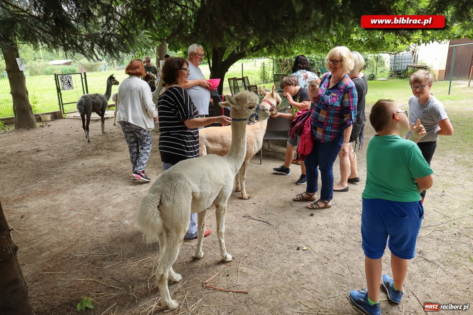 Zdjęcie w galerii na portalu naszraciborz.pl: Przytul się do alpaki! Uczestnicy Lata z biblioteką na wycieczce w Woźniakówce  wiadomości z regionu