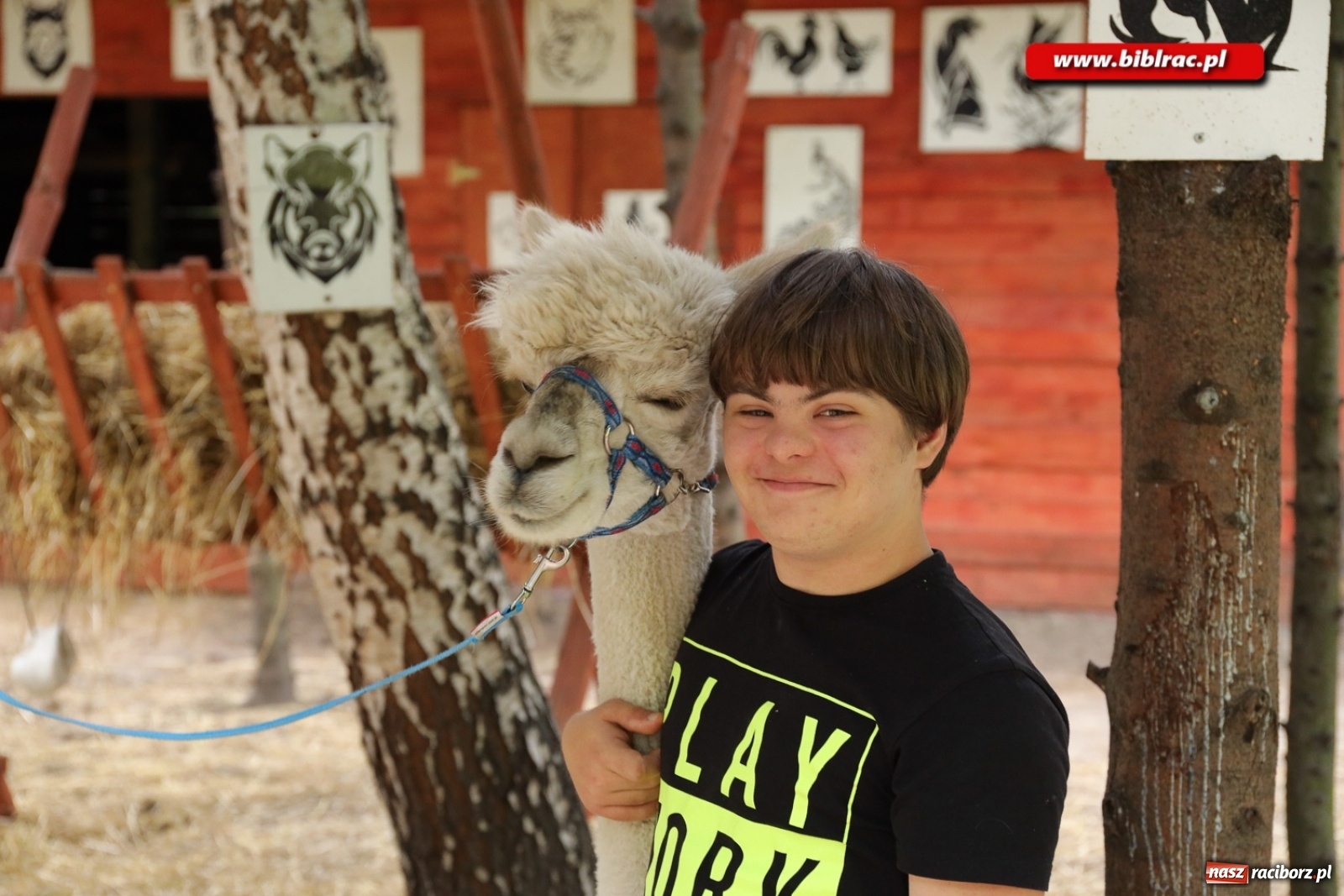 Zdjęcie w galerii na portalu naszraciborz.pl: Przytul się do alpaki! Uczestnicy Lata z biblioteką na wycieczce w Woźniakówce  wiadomości z regionu