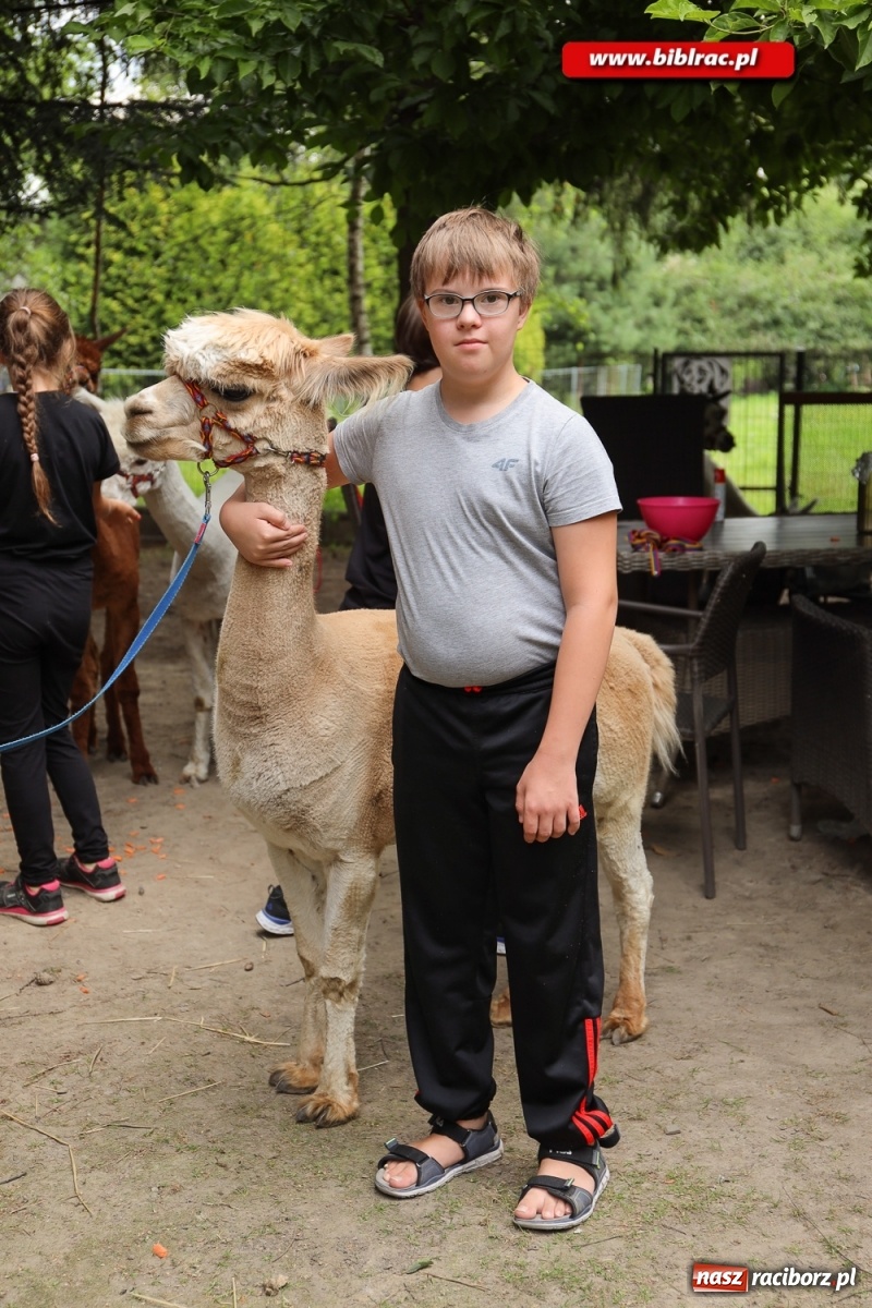 Zdjęcie w galerii na portalu naszraciborz.pl: Przytul się do alpaki! Uczestnicy Lata z biblioteką na wycieczce w Woźniakówce  wiadomości z regionu